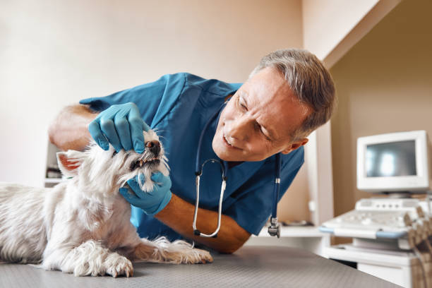 Best Emergency Treatment for Dental Infections or Abscesses in Summerlin South, NV